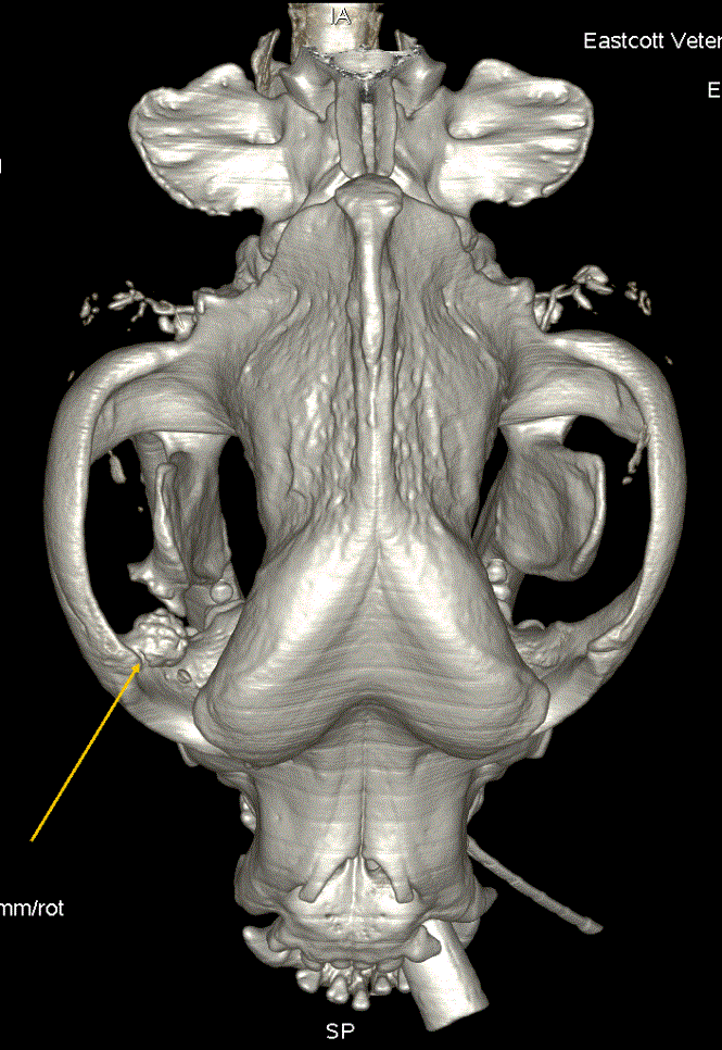 3 dimensional CT image 